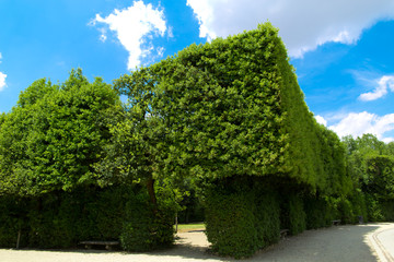 Fototapeta premium Beautiful cubic shrubs at the Boboli gardens