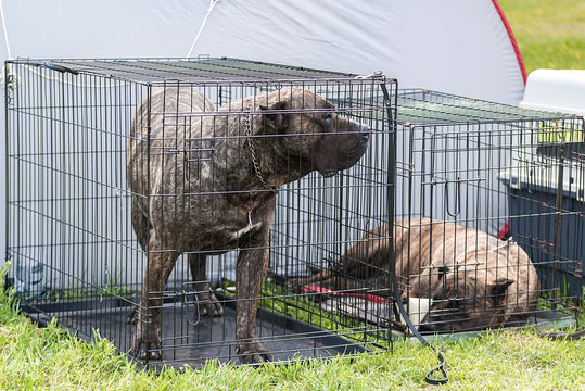 Sadness Dogs In Kennel