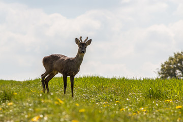 Young deer on the green field