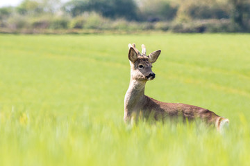 Young deer on the field