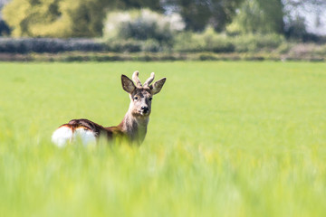 Young deer on the field