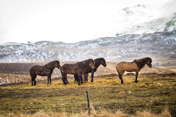 Icelandic Horses in a Storm