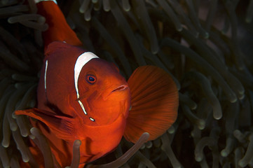Red Anemone Fish