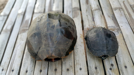 Two turtles on a wooden background in Thailand.