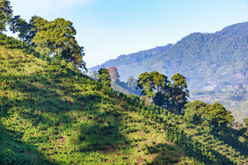 Obraz premium Early morning light illuminates a hillside of a Coffee plantation near Manizales in the Coffee Triangle of Colombia.