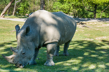 Fototapeta premium Beautiful rhinoceros portrait eating grass in safari park