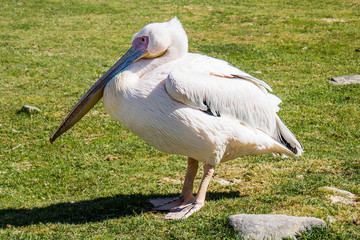Beautiful pelican portrait resting on green grass