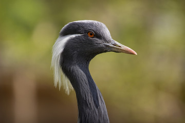 Crane bird.