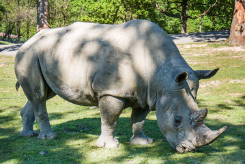Naklejka premium Beautiful rhinoceros portrait eating grass
