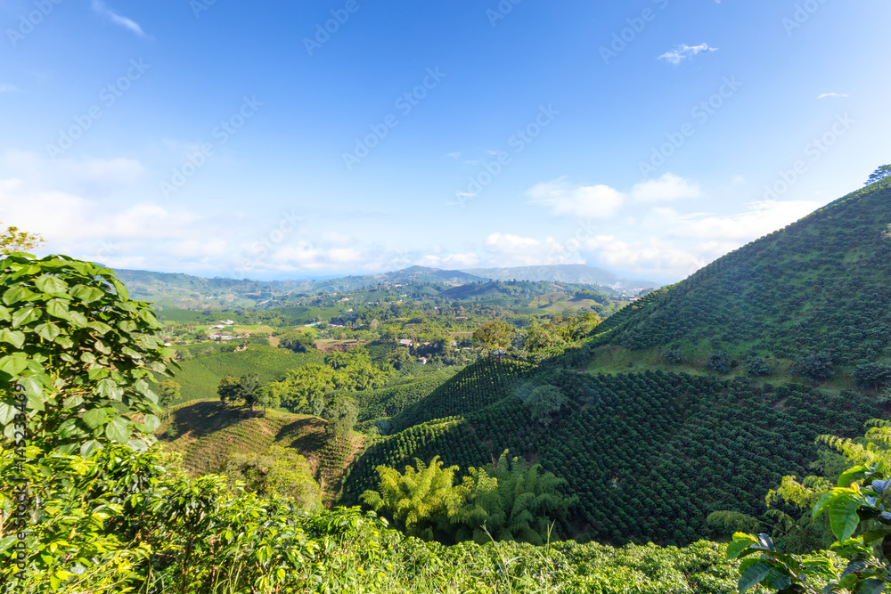 Wall mural bamboo plants grow among coffee plants on a coffee plantation near manizales in the coffee triangle 