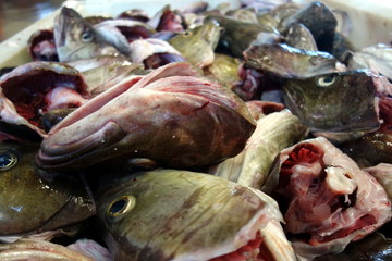 fish heads and interiors