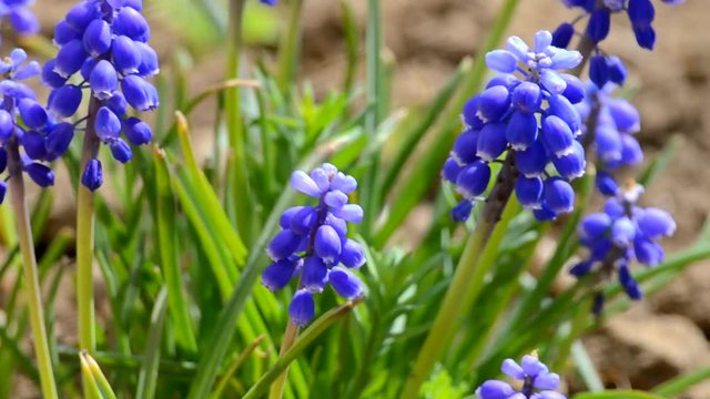 small blue flowers bloom in spring muskari outdoors