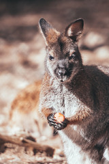 Wallaby