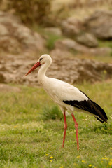 Obraz na płótnie Canvas Elegant white stork