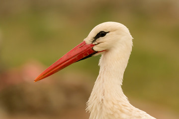 Natural profile of a elegant stork