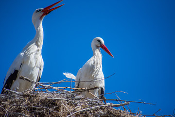 Storks