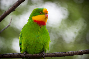 Fototapeta na wymiar Parrot gorgeous.