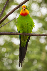 Parrot gorgeous.
