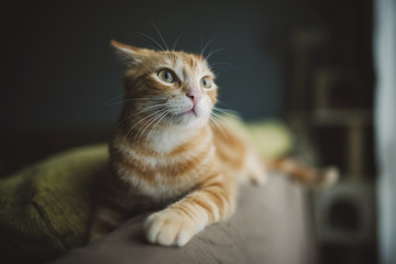Ginger cat on alert lying on backrest of couch