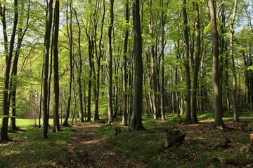 Laubwaldfrühling