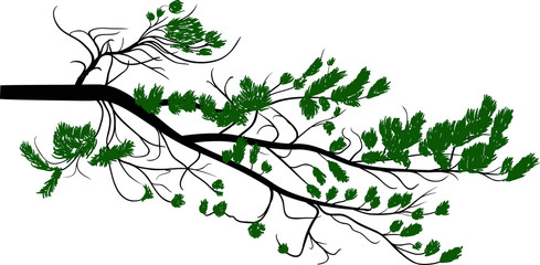 Fototapeta premium green pine tree branch isolated on white