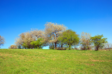 Flowering trees on meadow and blue sky.