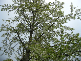 The world of trees