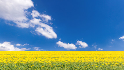 Weites leuchtendes Rapsfeld unter blauem Himmel mit Wolken