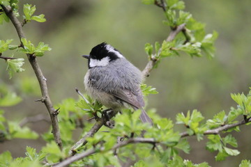 Young Coal tit