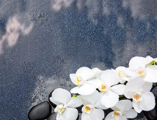 White orchid and black stones close up.