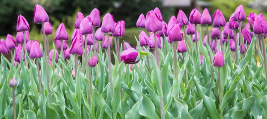 Photo sur Plexiglas Tulipe Lila Tulpenfeld im Frühjahr