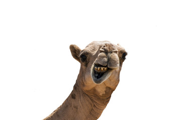 funny looking smiling camel isolated on a white background