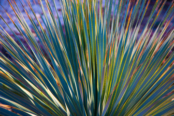 Exotic beautiful green plant with a blur background. Original colorful plant's  texture.