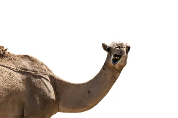 Fotobehang grappig uitziende lachende kameel geïsoleerd op een witte achtergrond © CL-Medien