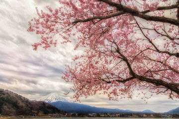 The Mount Fuji and cherry blossoms.The shooting location is Lake Kawaguchiko, Yamanashi prefecture Japan.