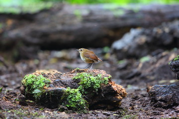 Lesser Shortwing (Brachypteryx leucophris) in Sumatra, Indonesia
