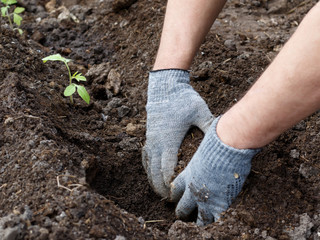 hands with gray gloves making a hole for planting in garden early morning