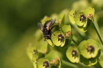 mouche