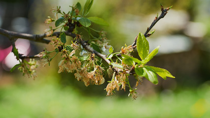Blüten Obstbaum mit Frostschäden Blütenstempel braun erfroren