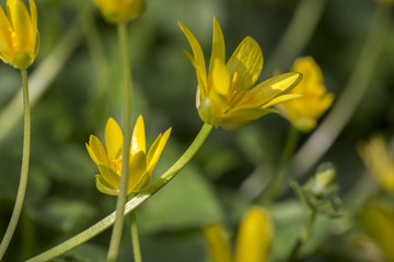 Lesser Celandine ( Ficaria verna or  Ranunculus ficaria)