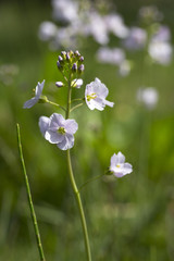 Cuckoo-flower (Cardamine pratensis) in a meadow