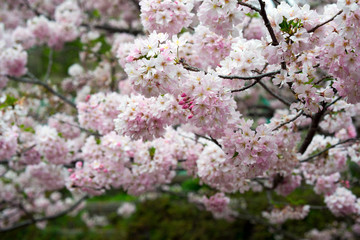 Spring Cherry blossoms, pink flowers.