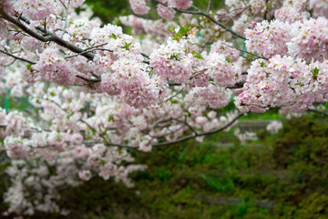 Spring Cherry blossoms, pink flowers.