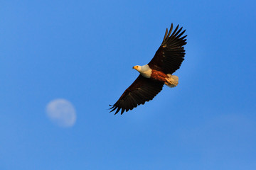 Fish Eagle with the moon. Lake Malawi - Malawi