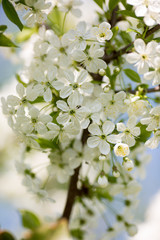 Cherry twich in a bloom, isolated
