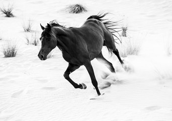 black arabic horse running in desert