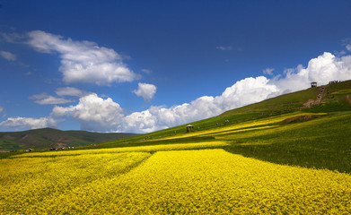 Obraz premium Rape flowers in China