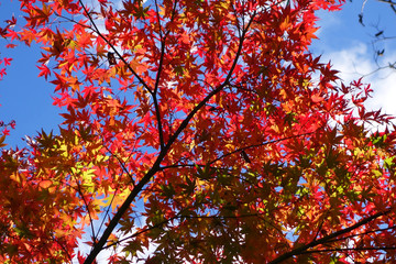 紅葉
