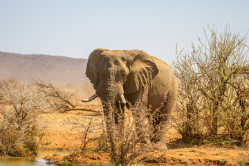 Fototapeta premium Elephant
