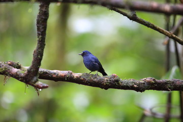 Sunda robin (Myiomela diana) in Sumatra, Indonesia 